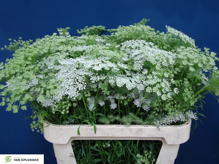 <h4>AMMI MAJUS</h4>