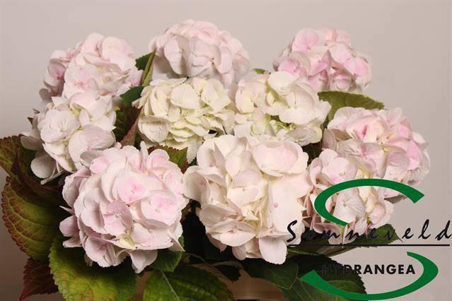 <h4>HYDR M CH SW VERENA</h4>