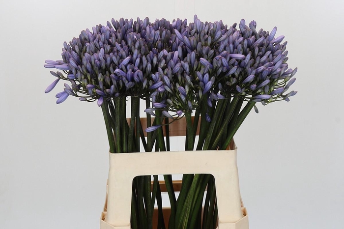 <h4>Agapanthus Happy Blue</h4>