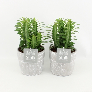 Euphorbia Trigona Groen in Stone Look Pot