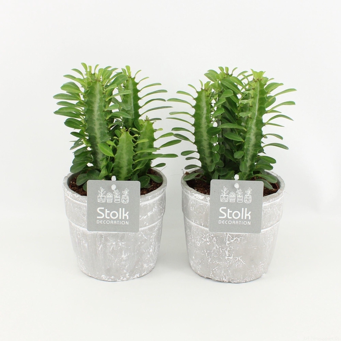 <h4>Euphorbia Trigona Groen in Stone Look Pot</h4>