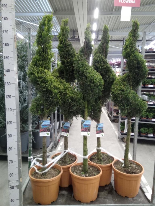 <h4>xCupressocyparis ley.   ...</h4>