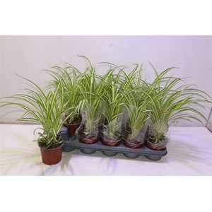 Chlor Com Variegatum