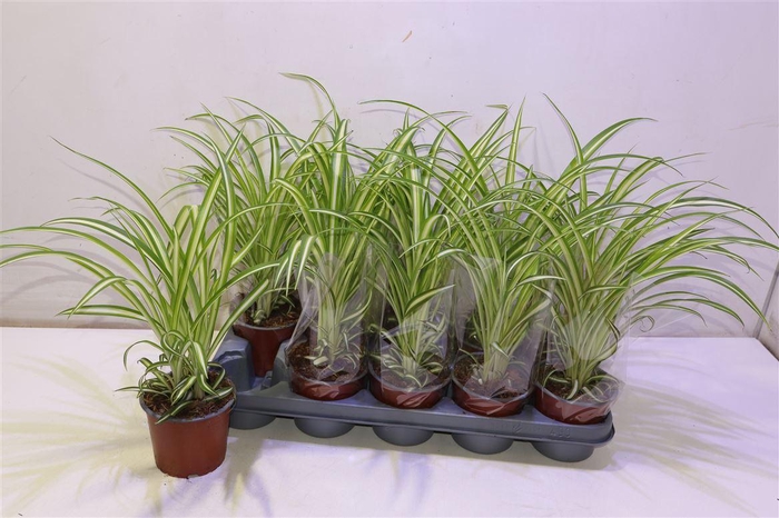 <h4>Chlor Com Variegatum</h4>