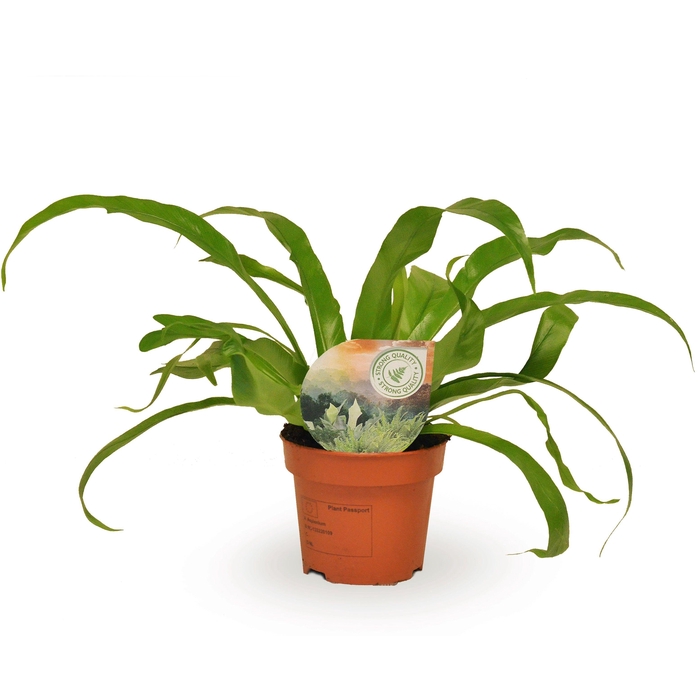 <h4>Asplenium antiquum</h4>