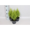 Cupressus goldcrest 'Wilma'