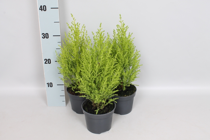 Cupressus goldcrest 'Wilma'