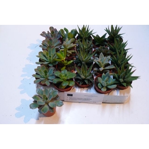 SUCCULENT MINI MIX P5.5