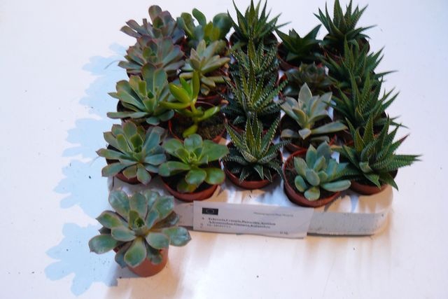 <h4>SUCCULENT MINI MIX P5.5</h4>