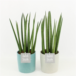 Sansevieria Cylindrica in Tess Keramiek