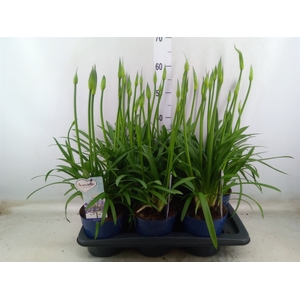 Agapanthus  'Amourette Superb'