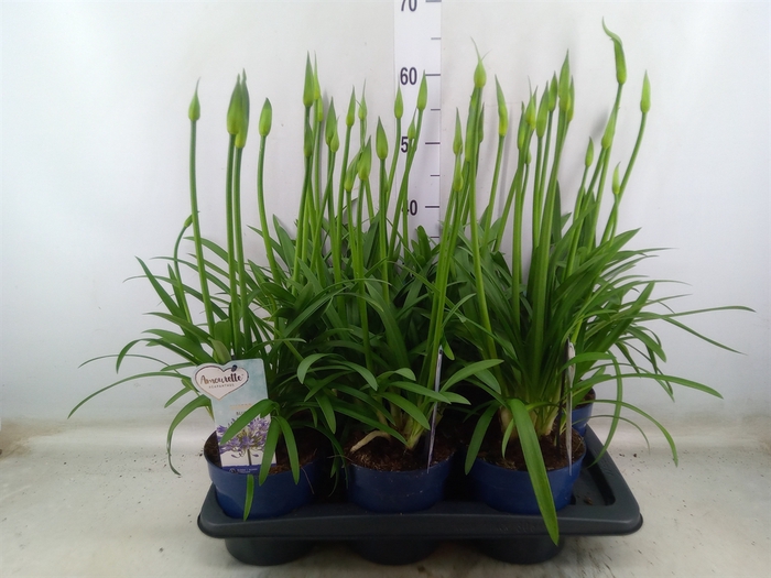 <h4>Agapanthus  'Amourette Superb'</h4>