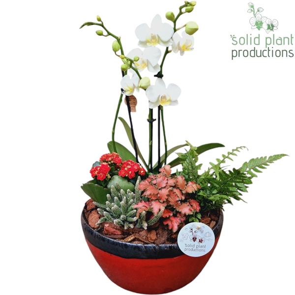 <h4>PH082 Olivia Red Phalaenopsis</h4>