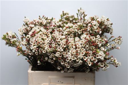 <h4>Chamelauc Moonlight Delight</h4>