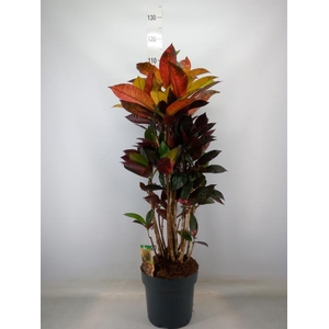 Codiaeum var. KL 'Mrs Iceton'