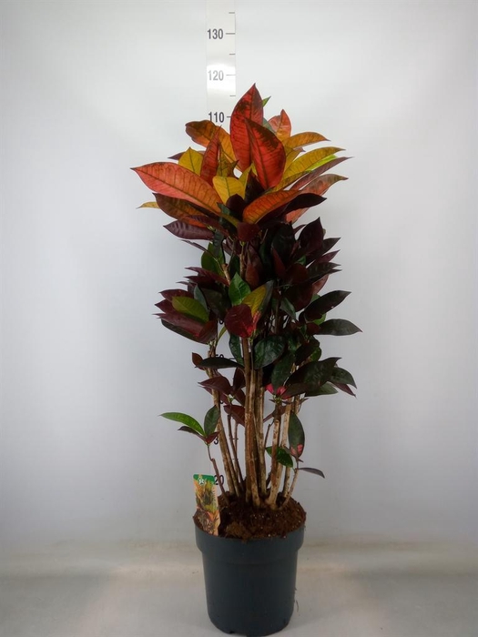 <h4>Codiaeum var. KL 'Mrs Iceton'</h4>