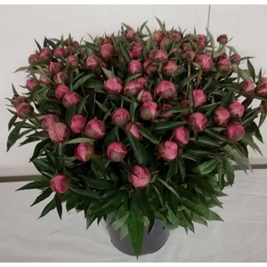 PAEO L BOWL OF BEAUT ANGEBOT