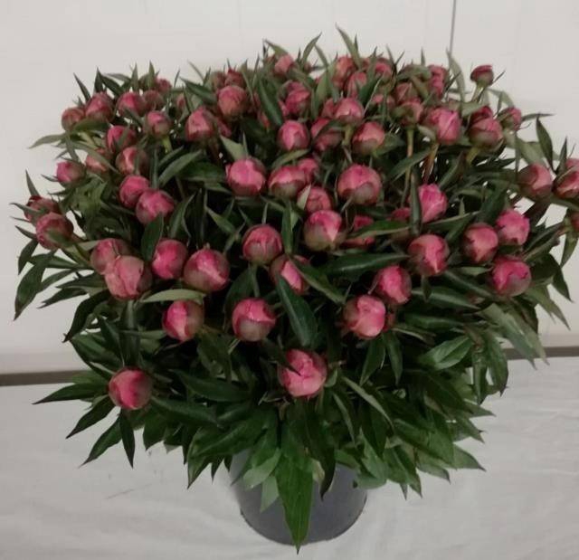 <h4>PAEO L BOWL OF BEAUT ANGEBOT</h4>
