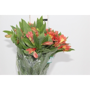 ALSTROEMERIA TROPICANA 080 CM
