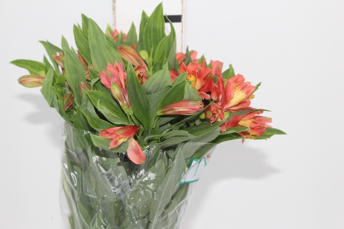 <h4>ALSTROEMERIA TROPICANA 080 CM</h4>