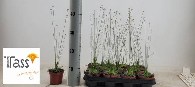 <h4>SYNGONANTHUS MIKADO P9</h4>
