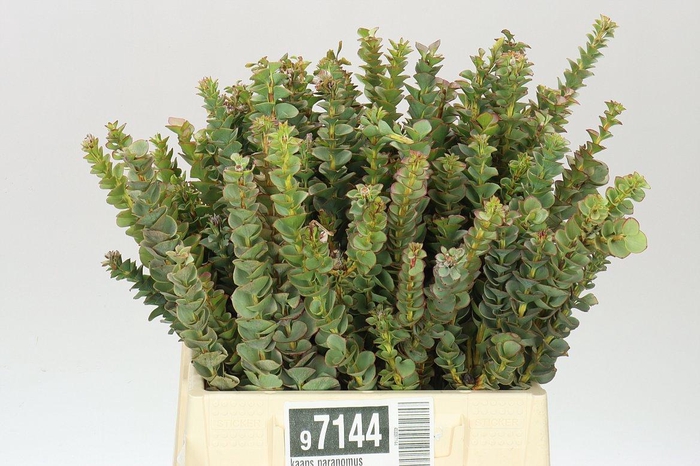 <h4>Kaaps Paranomus</h4>