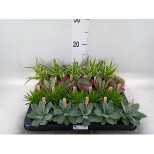 Planten ..mix