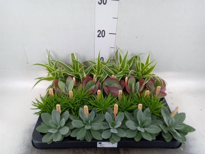 <h4>Planten ..mix</h4>