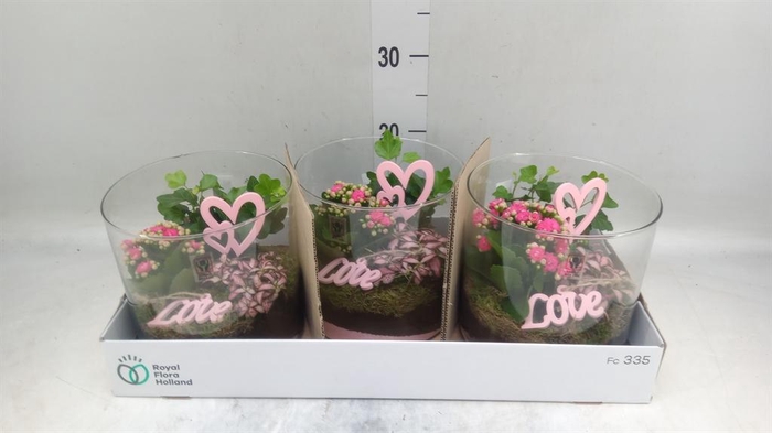 <h4>Arr.    Planten  L%</h4>