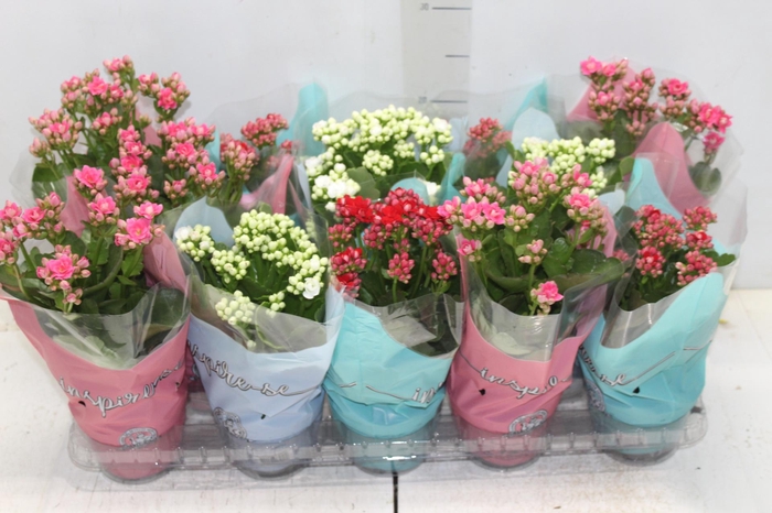 <h4>KALANCHOE DOBRADO P11</h4>