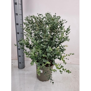 EUCAL GUNNII