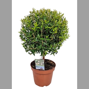 MYRTUS COM