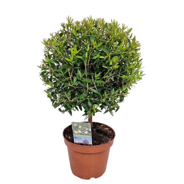 <h4>MYRTUS COM</h4>