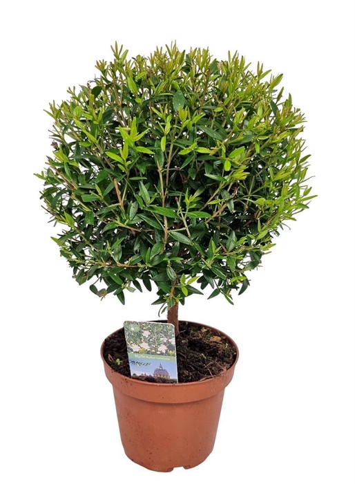 MYRTUS COM