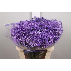 Gyps Overtime Lavender