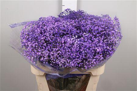 <h4>Gyps Overtime Lavender</h4>
