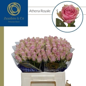R GR ATHENA ROYALE