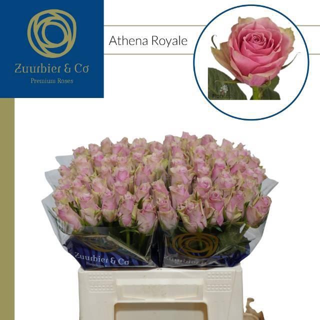 <h4>R GR ATHENA ROYALE</h4>