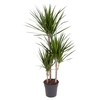 Dracaena