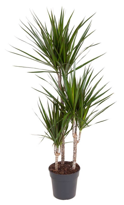 Dracaena