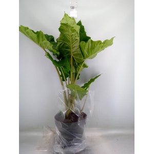 Alocasia  'Portodora'
