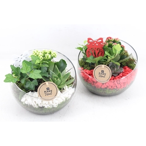 arr2 PL - Glas bol schuin xmas - rood/wit