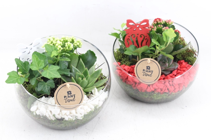 <h4>arr2 PL - Glas bol schuin xmas - rood/wit</h4>