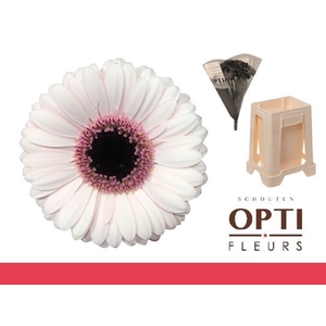 Germini Abby Lou Water