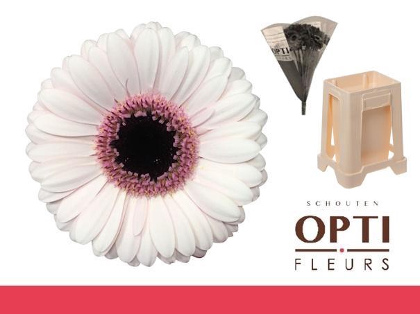 <h4>Germini Abby Lou Water</h4>