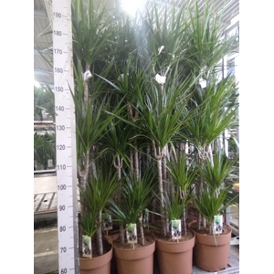 Dracaena marg.