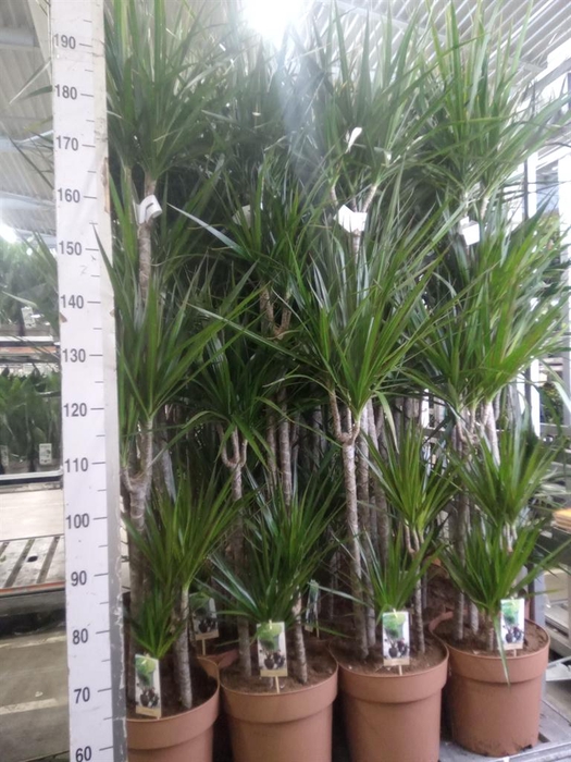 <h4>Dracaena marg.</h4>