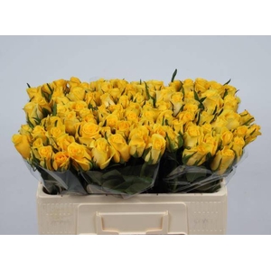 R GR MOONWALK chambre