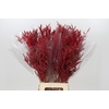Bromelia Red Paloma