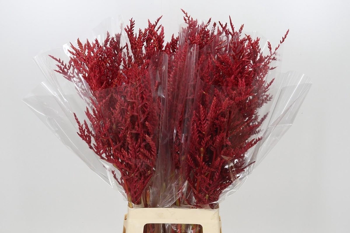 <h4>Bromelia Red Paloma</h4>